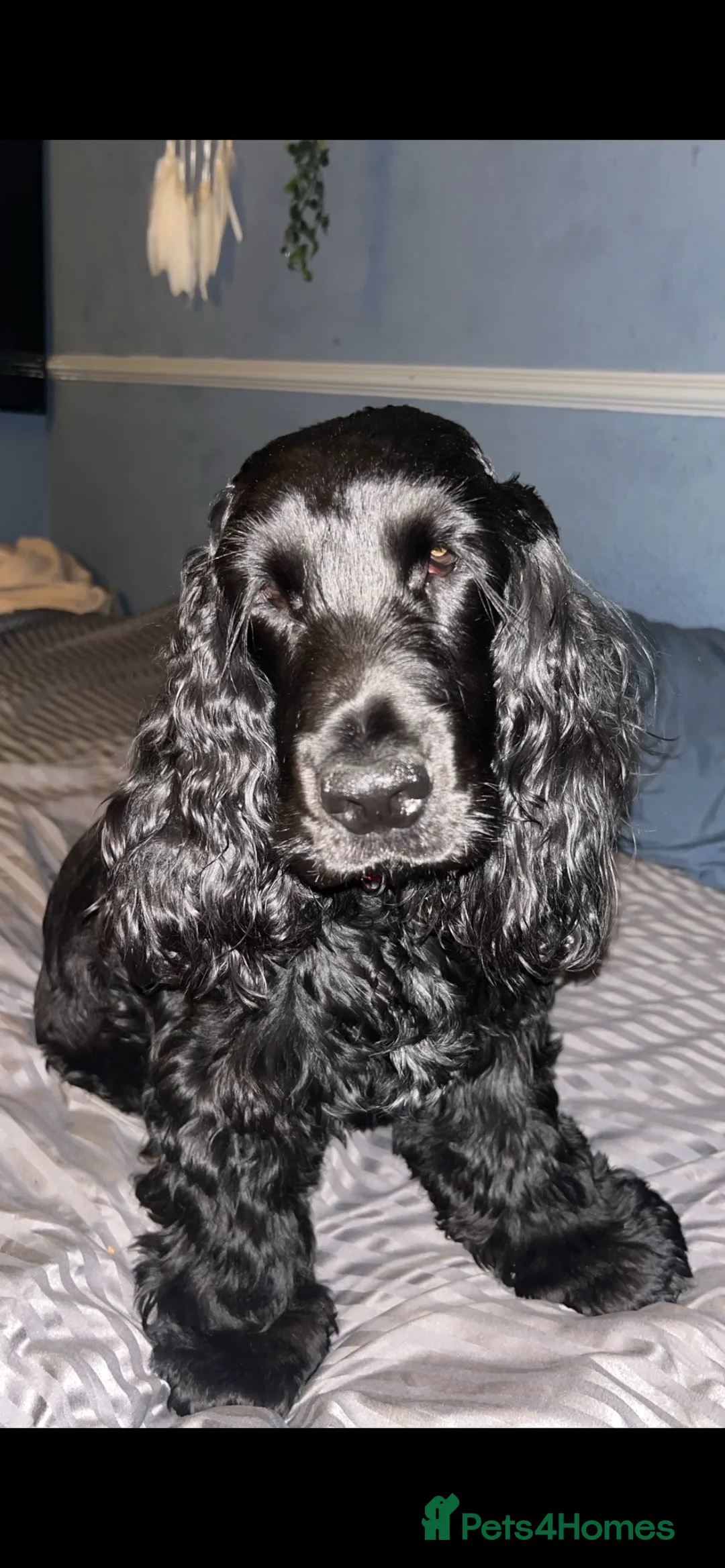 Cocker Spaniel dogs for stud: Show type cocker spaniel in Steyning - Advert 1