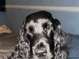 Cocker Spaniel dogs Show type cocker spaniel - Advert 2