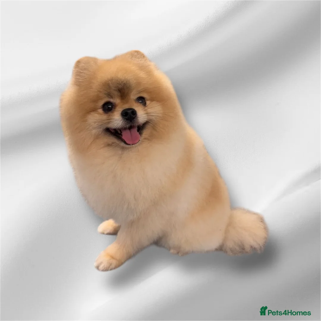 Pomeranian dogs for stud: Stunning Cream Sable boy for stud  in Prudhoe - Advert 3