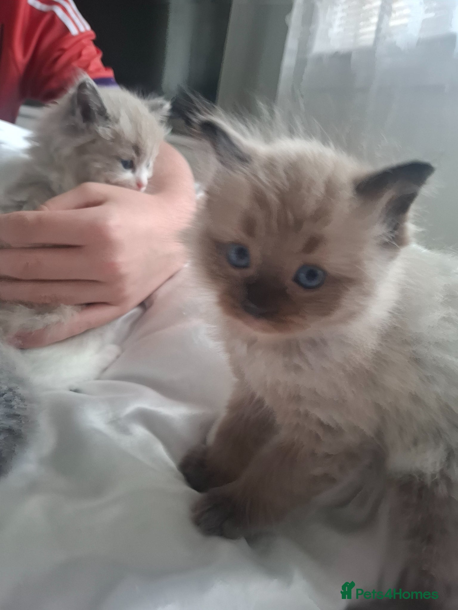 Ragdoll cats Purebred blue and mink ragdolls. 1 left - Advert 15