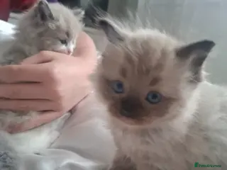 Ragdoll cats Purebred blue and mink ragdolls. 1 left - Advert 15