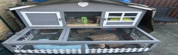 Guinea Pig rodents for sale: Cookie and sprinkles in Sittingbourne - Advert 3