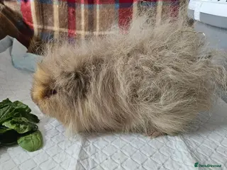 Guinea Pig rodents Cadbury & sonic - Advert 2