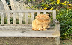 British Shorthair cats for stud: TICA REG CINNAMON UNDER RED STUD  - Advert 2