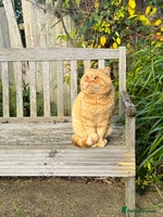 British Shorthair cats TICA REG CINNAMON UNDER RED STUD - Advert 10