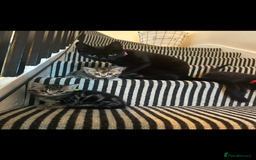 Mixed Breed cats for sale: 3 Beautiful Kittens Remaining  - Image 14