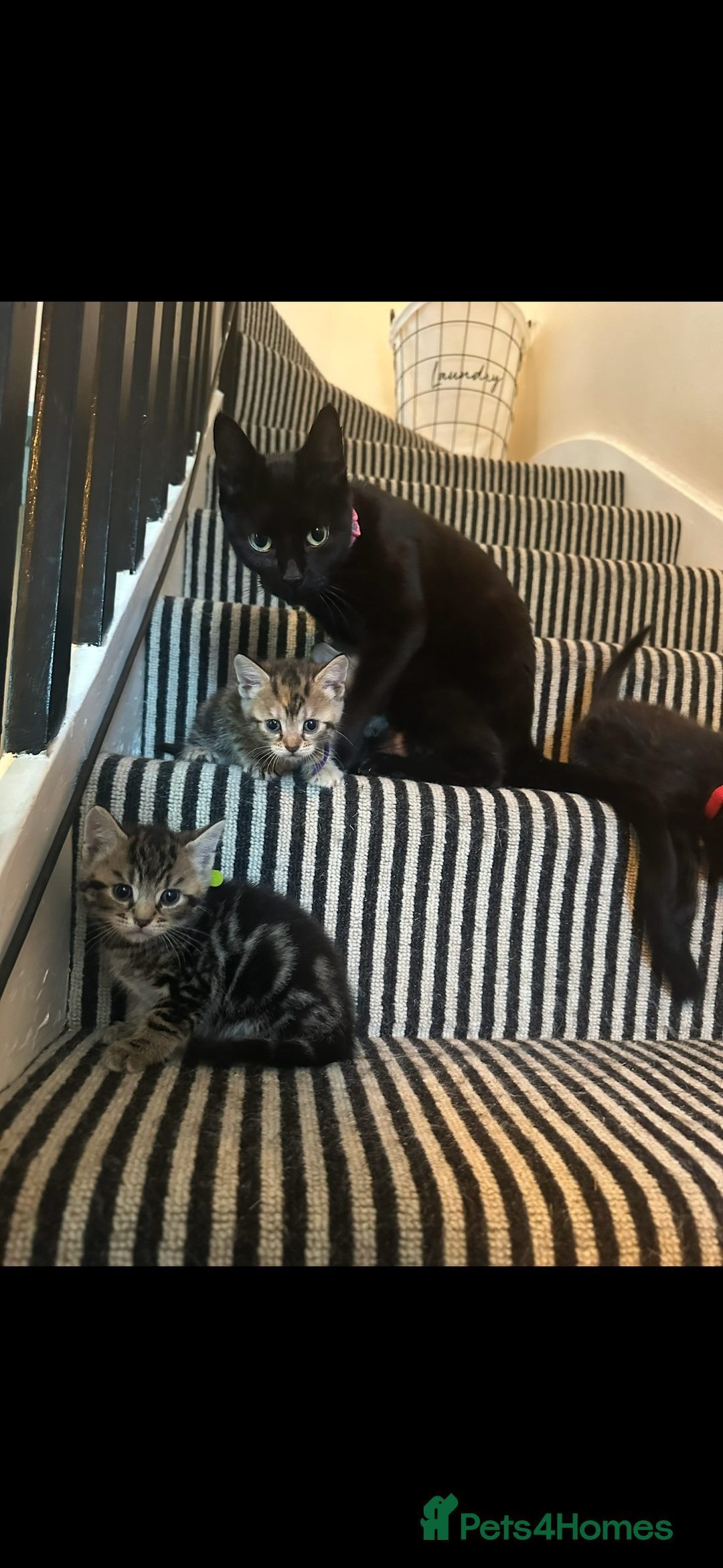 Mixed Breed cats for sale: 3 Beautiful Kittens Remaining  - Image 14