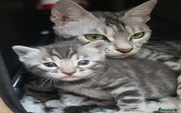 Bengal cats for sale: Silver Rosetted, Blue Silver Rosetted Bengal Girls - Image 11