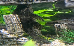 Catfish fish for sale: FREE BABY BRISTLE NOSE CATFISH - Image 3