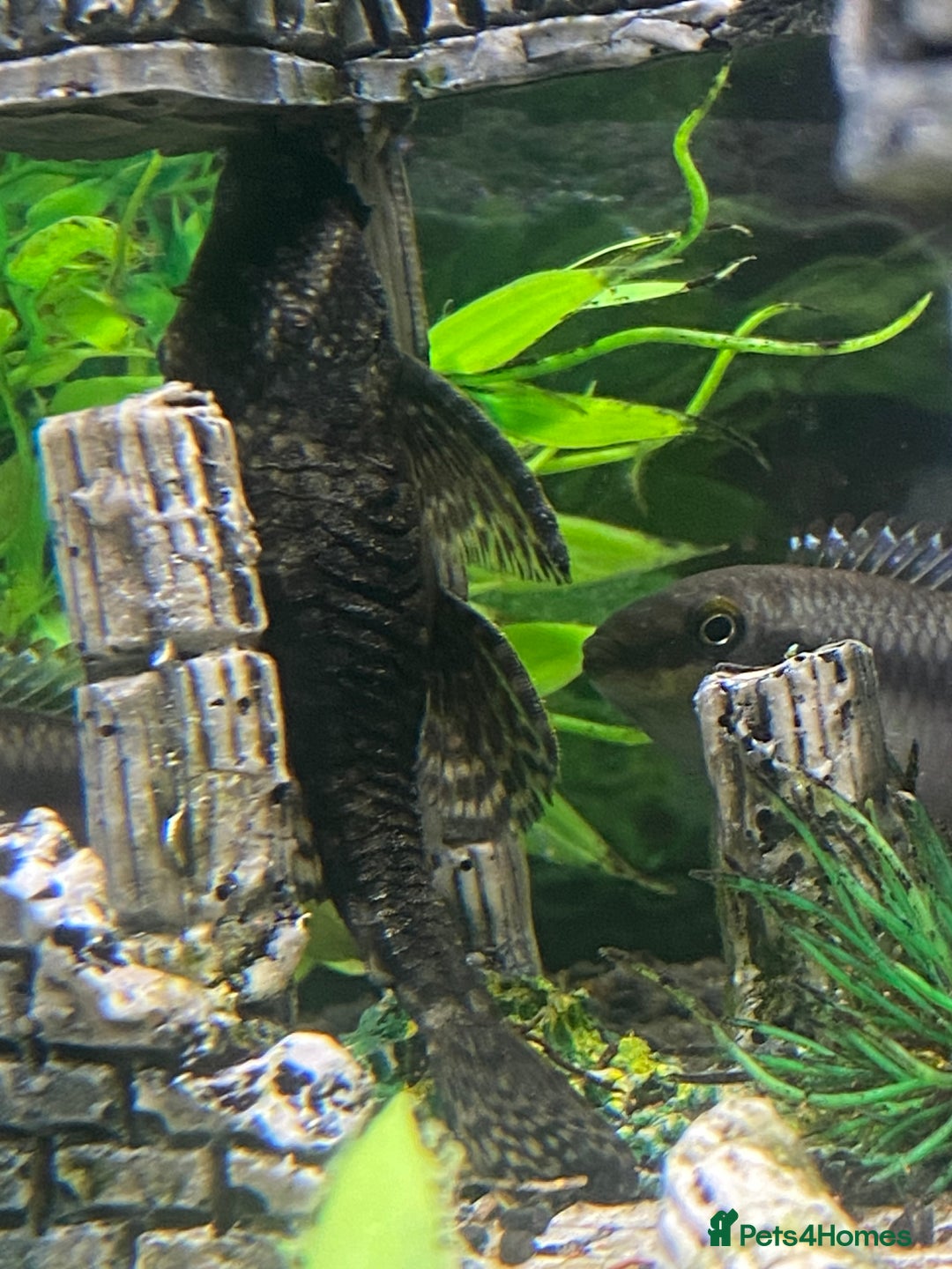 Catfish fish for sale: FREE BABY BRISTLE NOSE CATFISH - Image 3