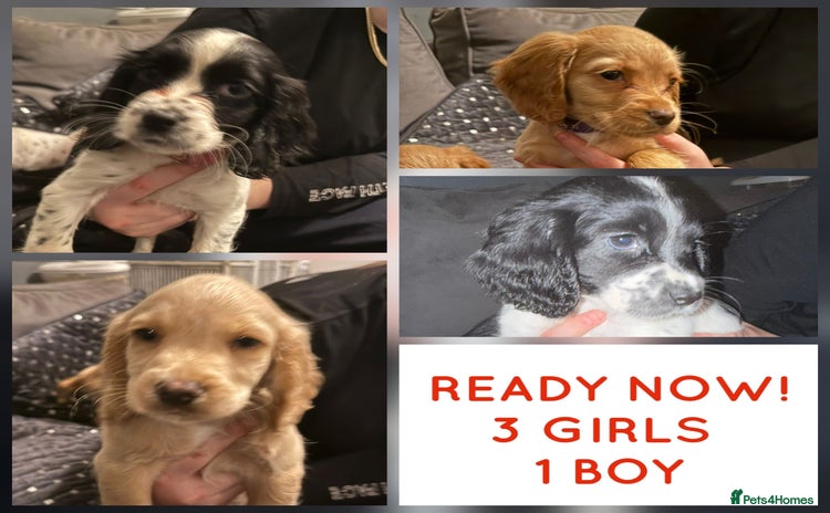 Cocker Spaniel dogs READY NOW !!! 3 girls & 1 boy COCKER SPANIEL PUPS - Advert 10