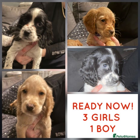 Cocker Spaniel dogs READY NOW !!! 3 girls & 1 boy COCKER SPANIEL PUPS - Advert 10