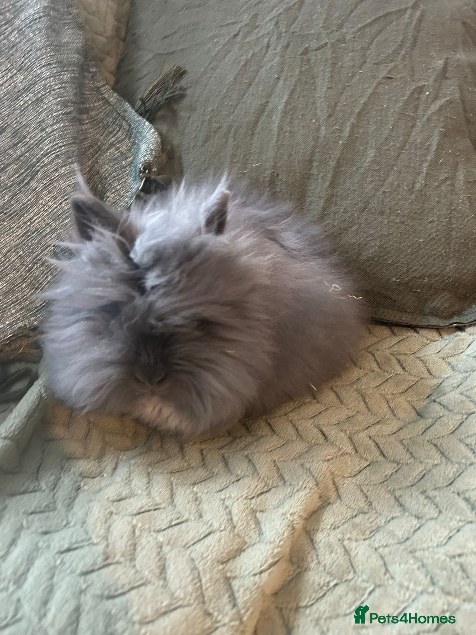 Lionhead rabbits Lionhead baby rabbit - Advert 3