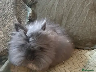 Lionhead rabbits Lionhead baby rabbit - Advert 3