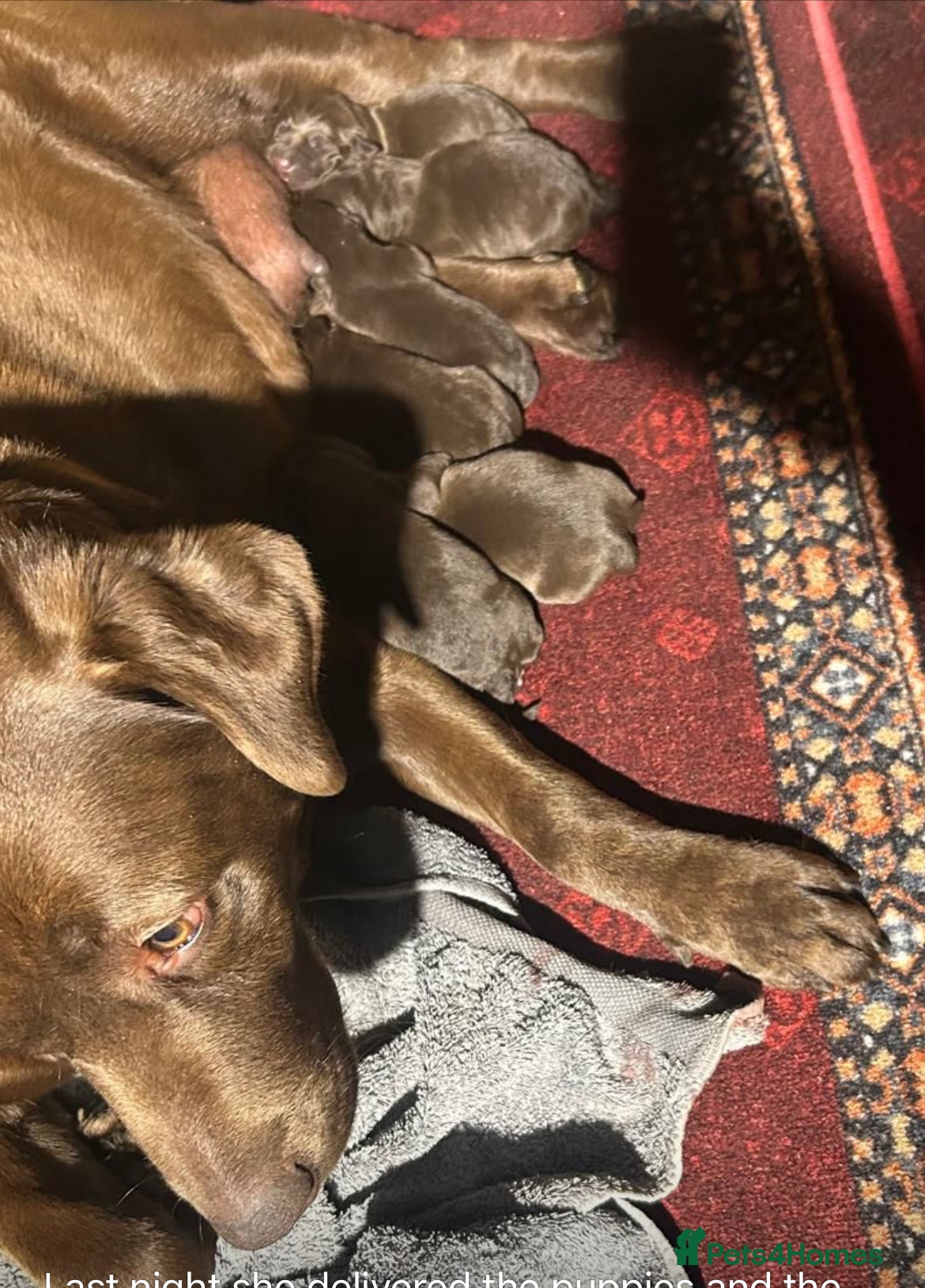 Labrador Retriever dogs Beautiful Labrador Retriever Puppies for Sale - Advert 10