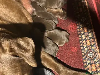 Labrador Retriever dogs Beautiful Labrador Retriever Puppies for Sale - Advert 1