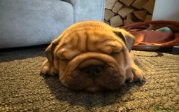 English Bulldog dogs for sale: Traditional English Bulldog Puppies  - Image 17