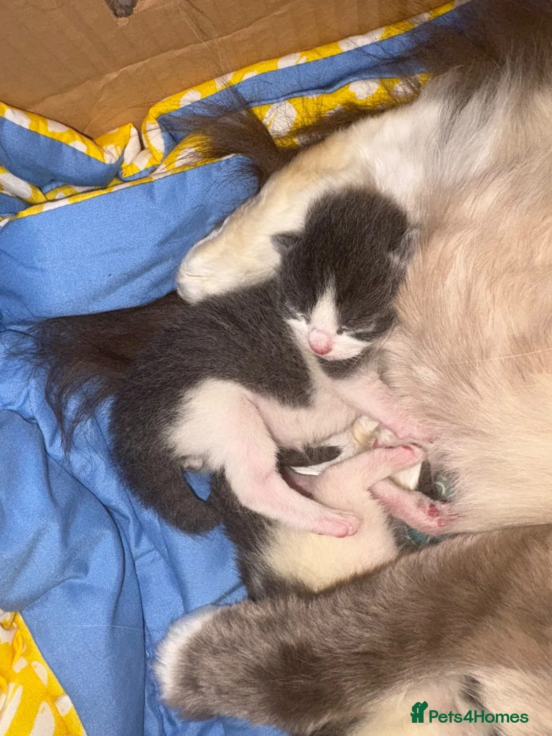 Mixed Breed cats for sale: Ragdoll X - Advert 32