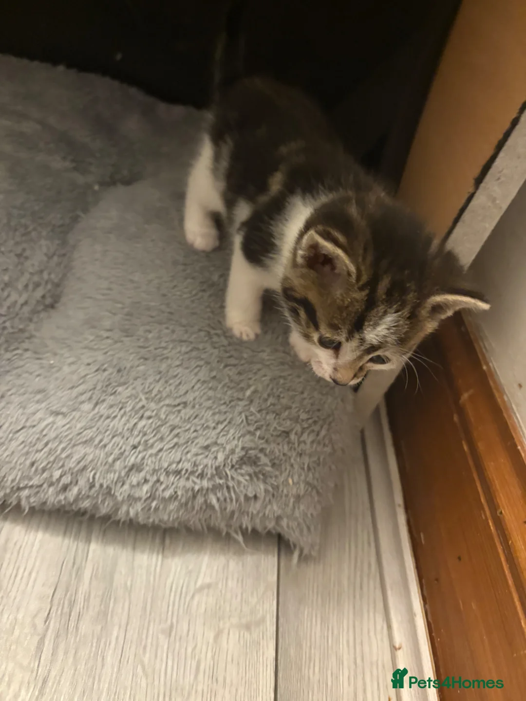 Mixed Breed cats for sale: three beautiful kittens looking for homes - Advert 5