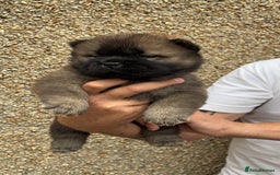 Chow Chow dogs for sale: 🐾Adorable Pedigree Chow Chow Puppies paw - Image 16
