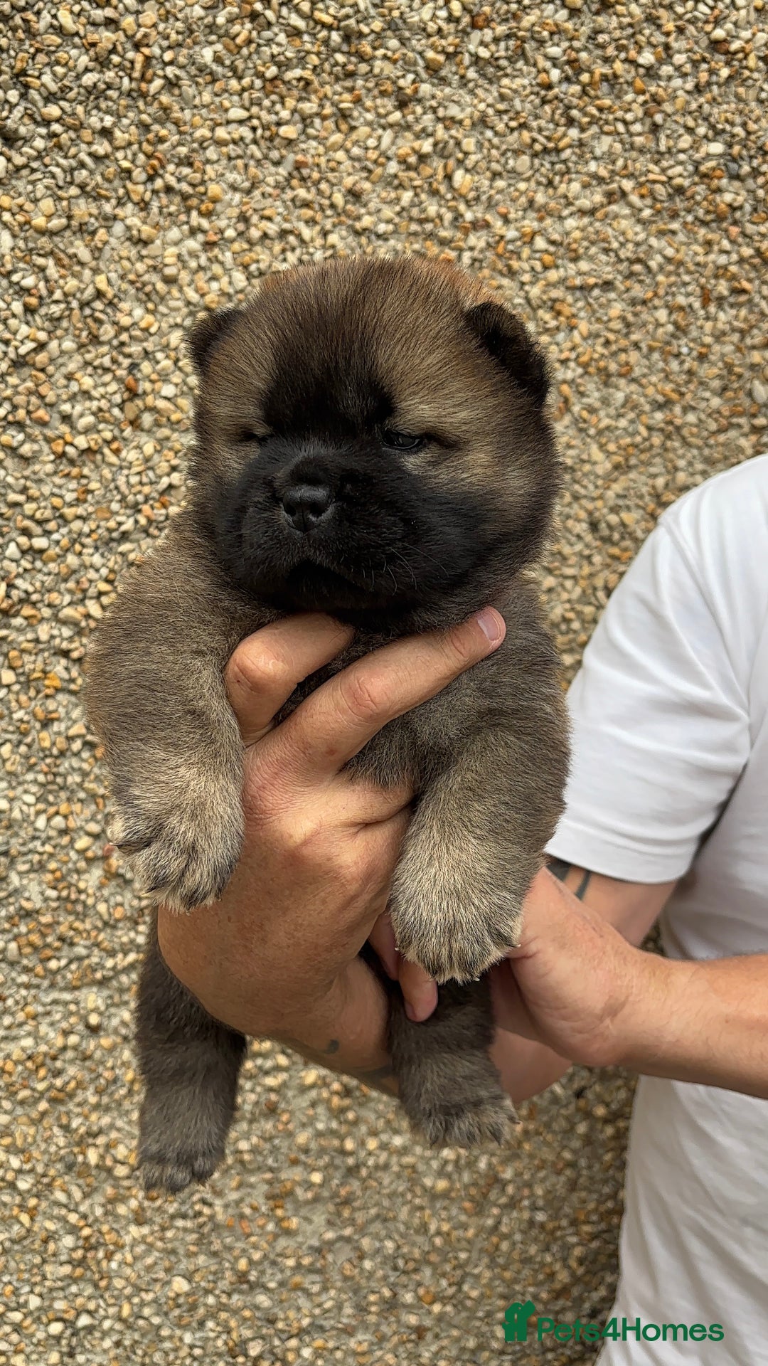Chow Chow dogs for sale: 🐾Adorable Pedigree Chow Chow Puppies paw - Image 16