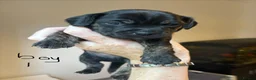 Mixed Breed dogs for sale: Jack Russell Cross Puppies  - Advert 5