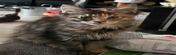 Maine Coon cats for sale: Beautiful 🐈‍⬛  - Advert 21
