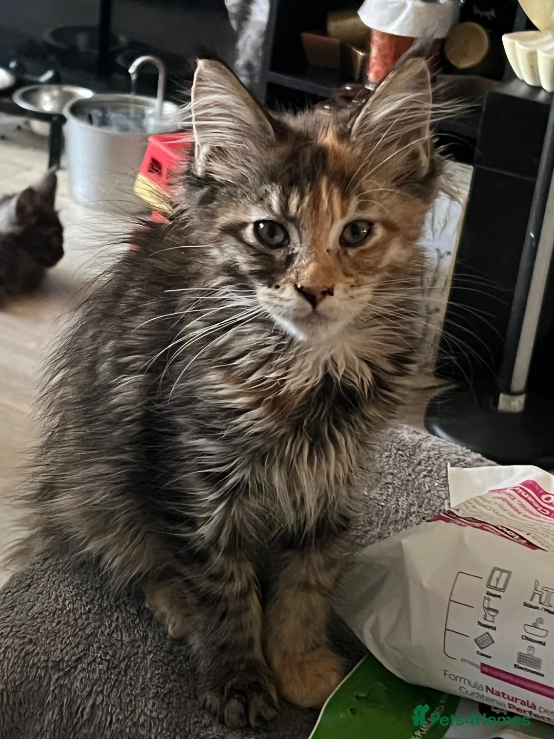 Maine Coon cats for sale: Beautiful 🐈‍⬛  - Advert 21