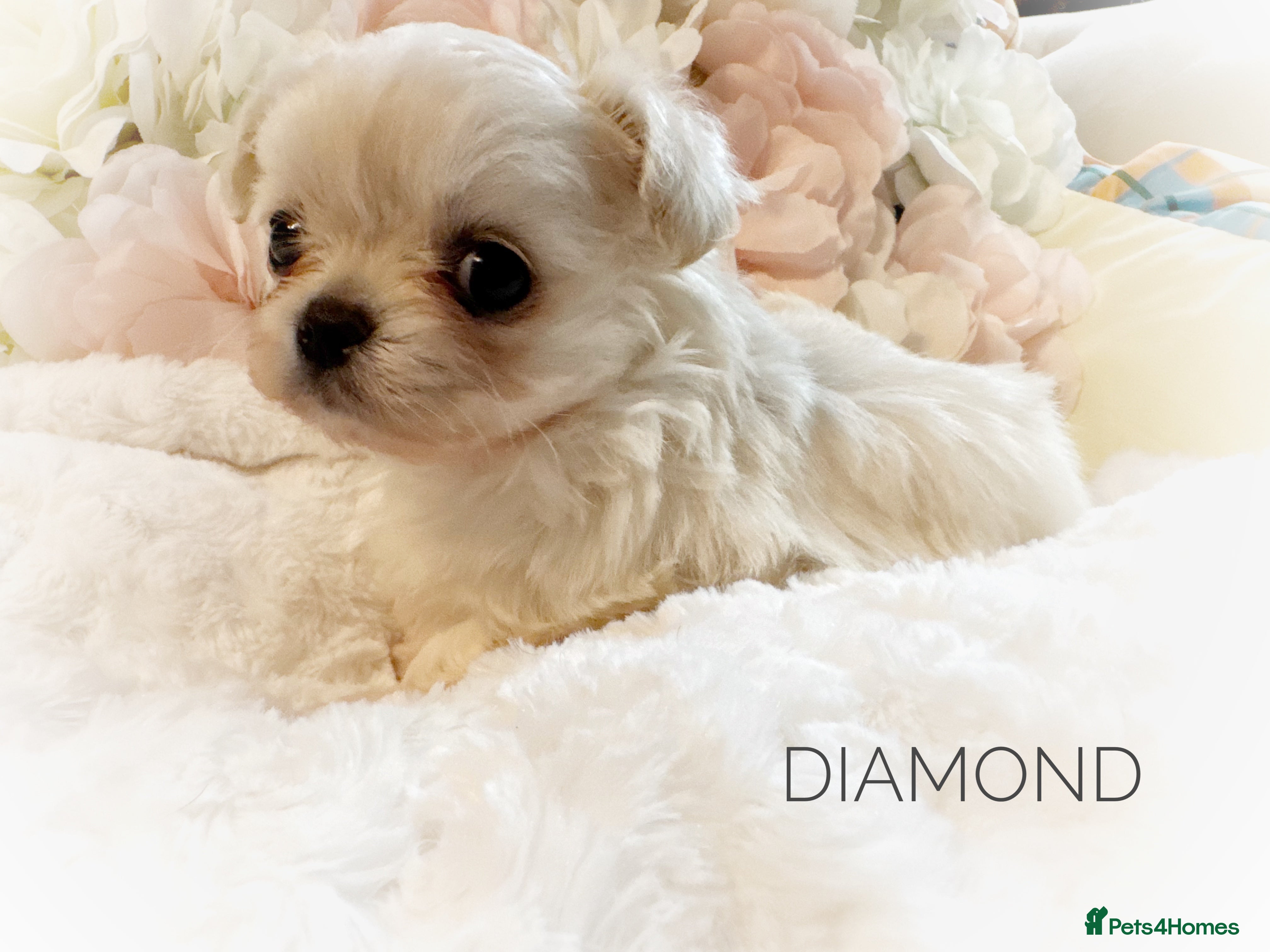 Chihuahua dogs KC long coat cream show line chihuahua puppies  - Advert 1