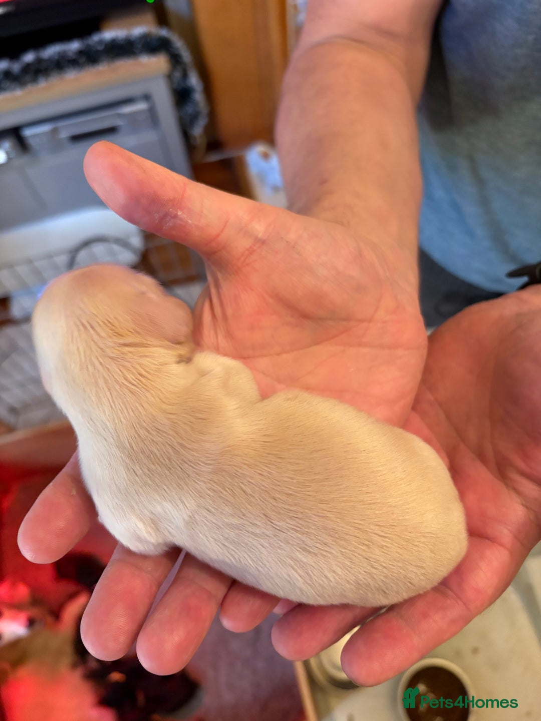 Miniature Dachshund dogs for sale: Stunning litter of Mini Long Haired Dachshunds - Advert 14