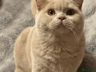 British Shorthair cats - Advert 2