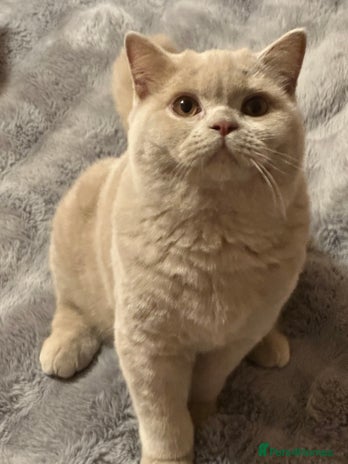 British Shorthair cats - Advert 1