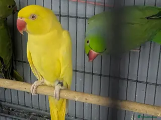 Ringnecks birds Ringneck Breeding pairs Green and Yellow - Advert 12