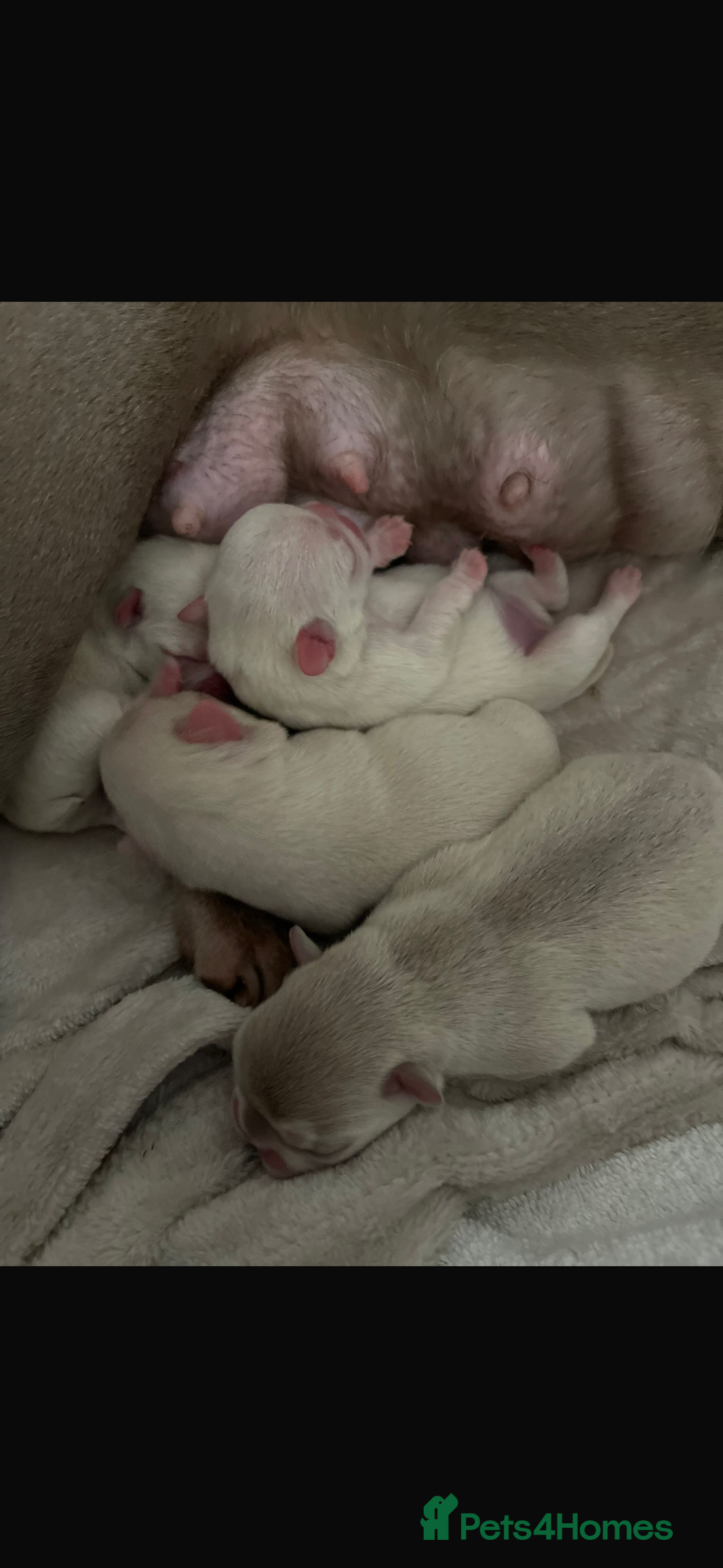 French Bulldog dogs for sale: Male puppy French bulldog  - Advert 2