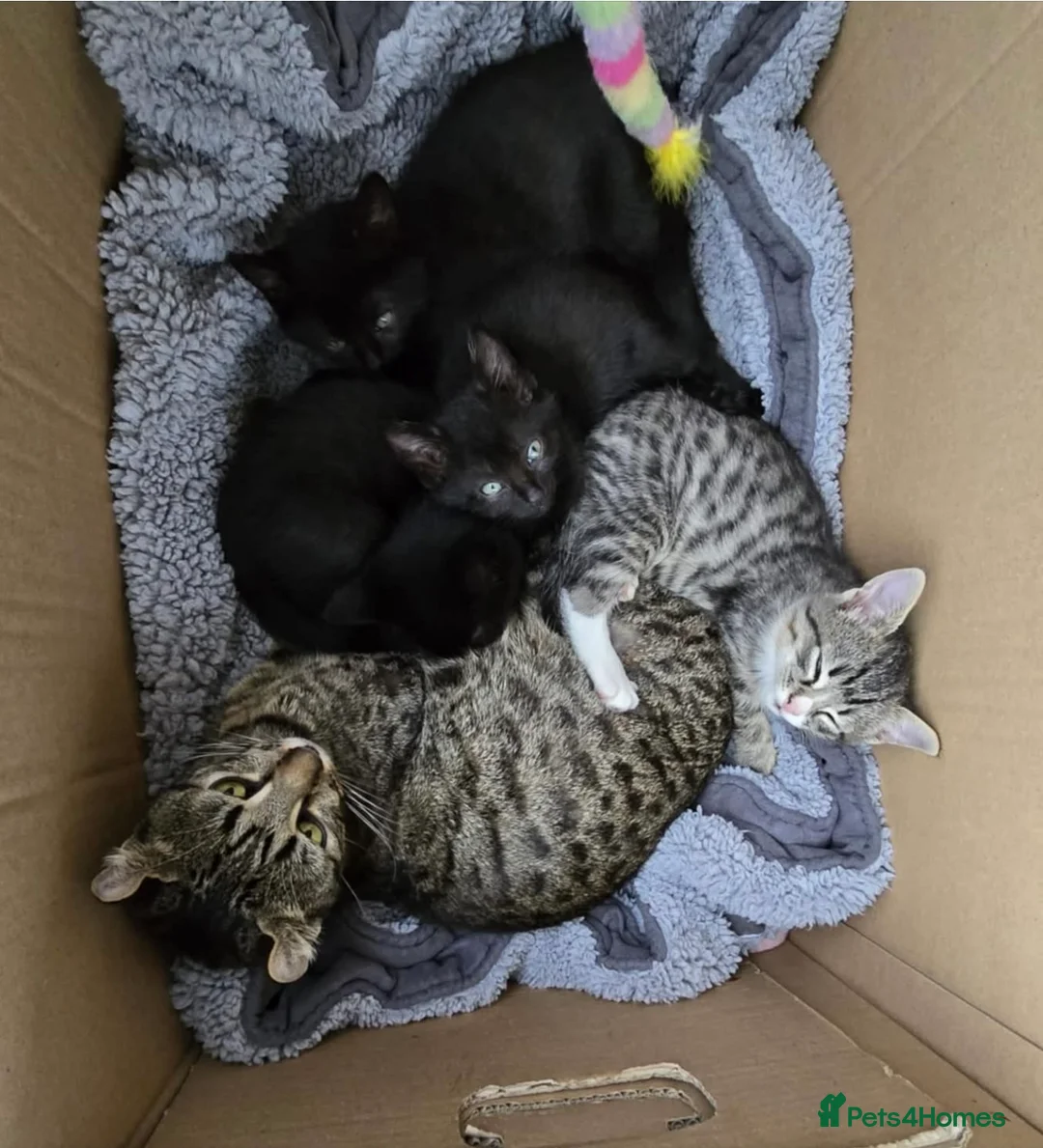 Mixed Breed cats for sale: Amazing sweet kittens - Advert 16