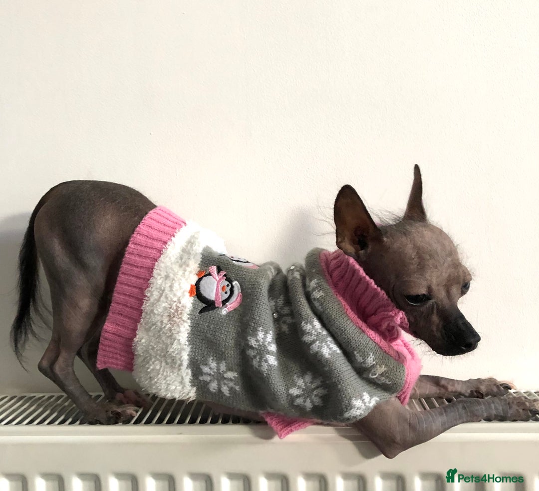 Gallery Image {{count}}