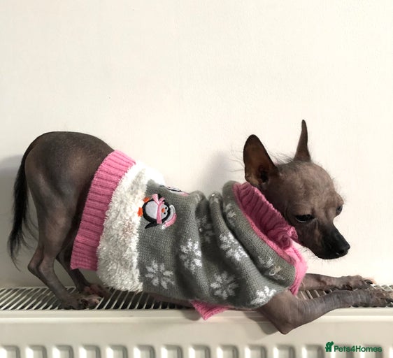 Gallery Image {{count}}