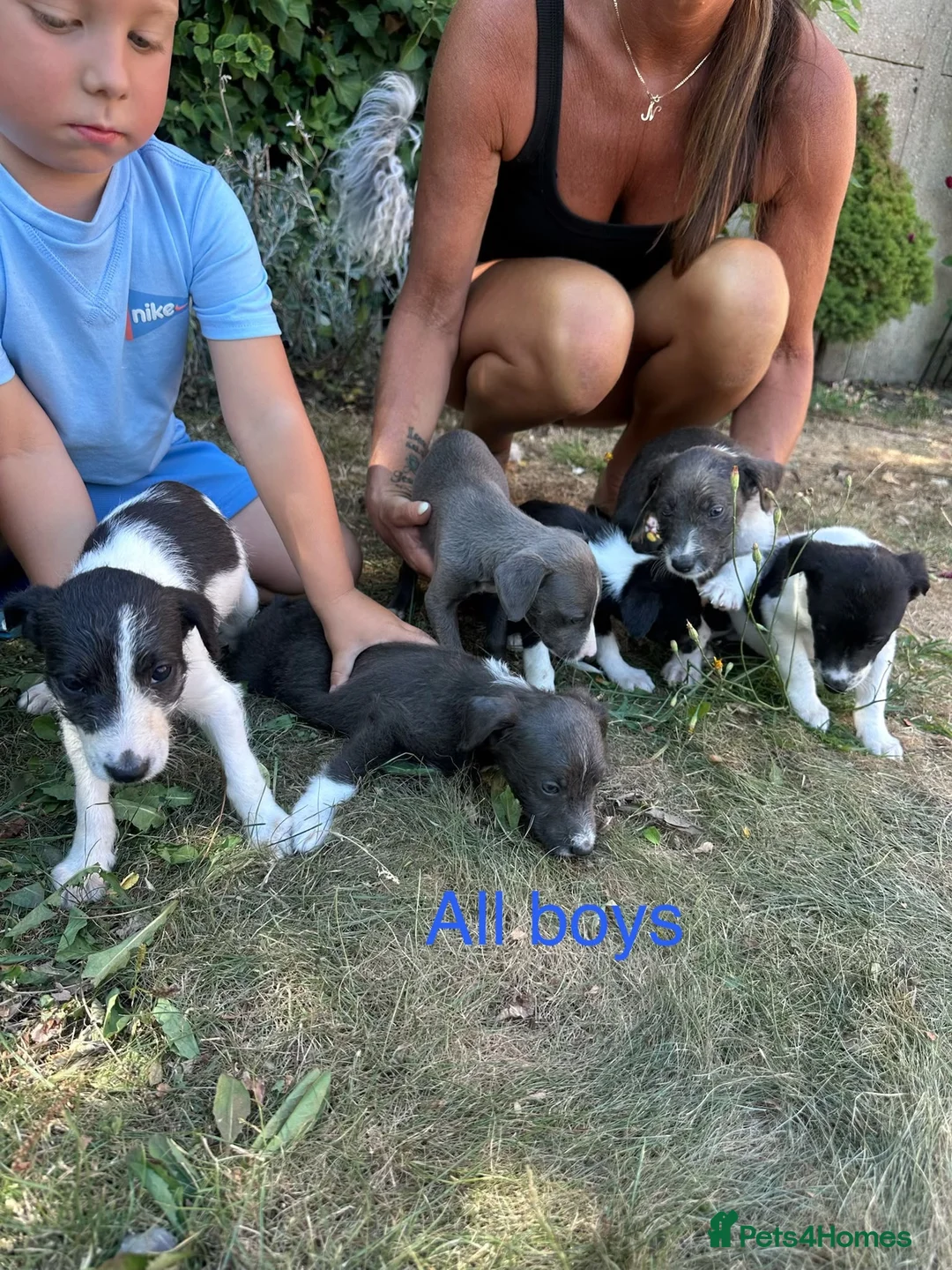 Mixed Breed dogs for sale: Gorgeous pups  in Southampton - Advert 2