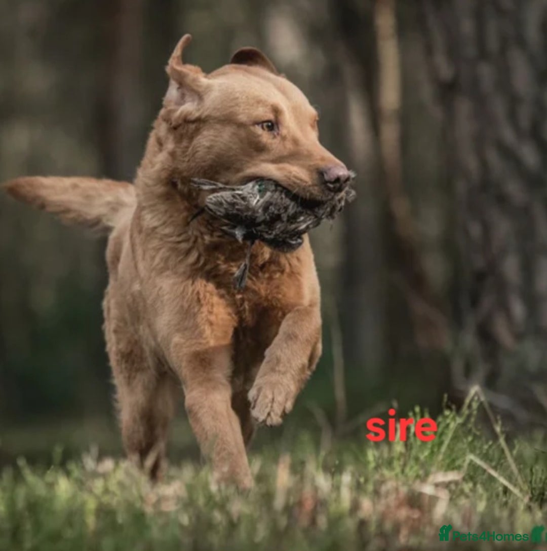 Labrador Retriever dogs for sale: Labrador pups  - Advert 6