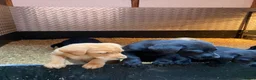 Labrador Retriever dogs for sale: kc registered labrador pups in Stafford - Advert 4