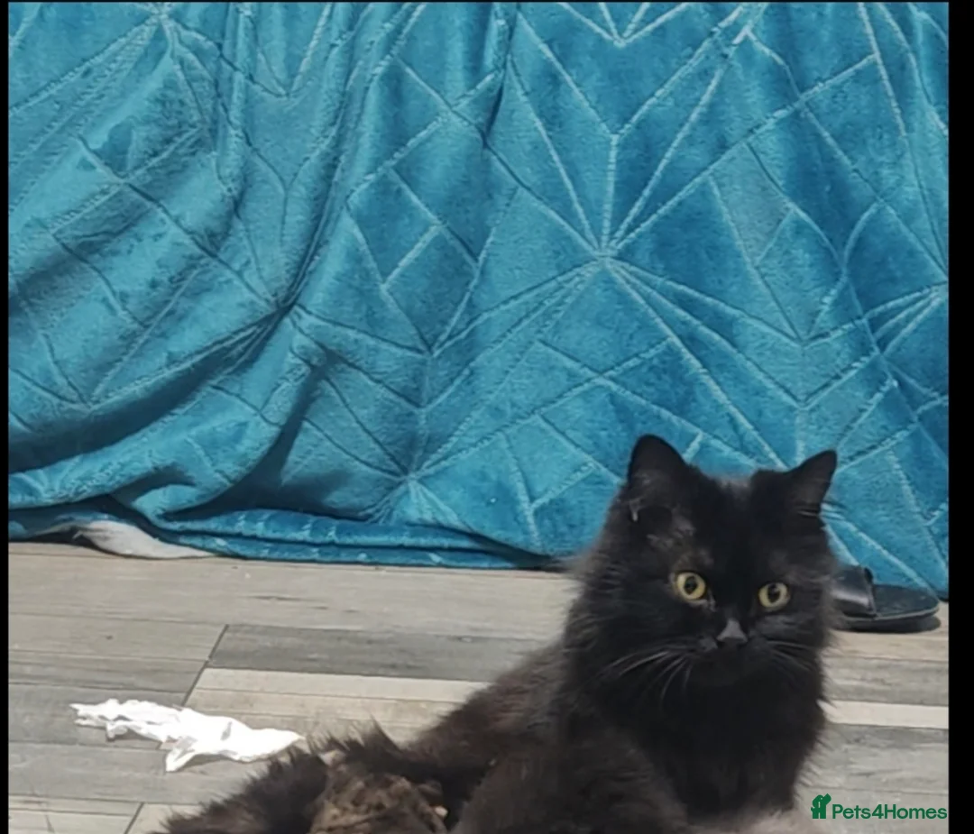 Mixed Breed cats for sale: 🐾 Adorable fluffy Kittens–Ready to leave now.🐾  - Advert 2