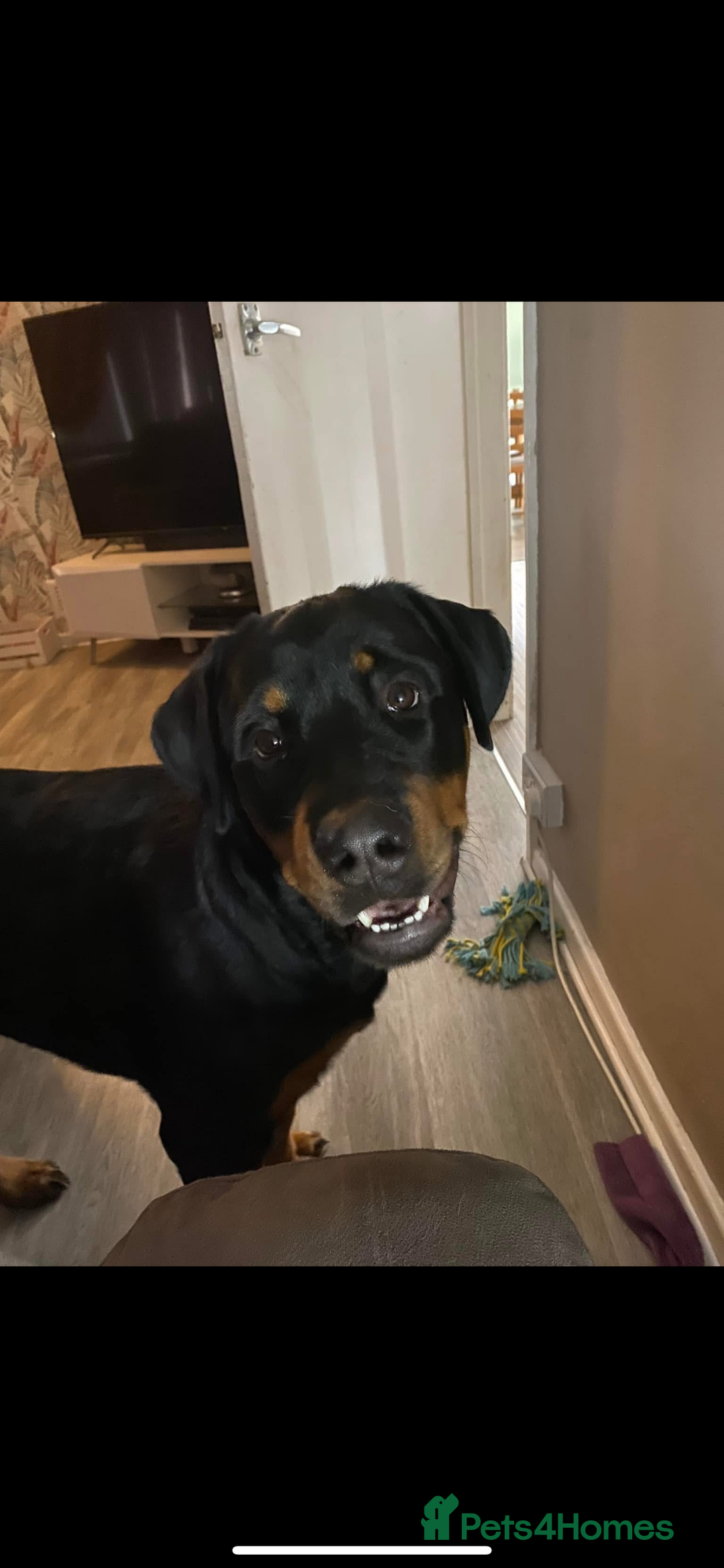 Mixed Breed dogs for sale:  Beautiful natured girl - Advert 2