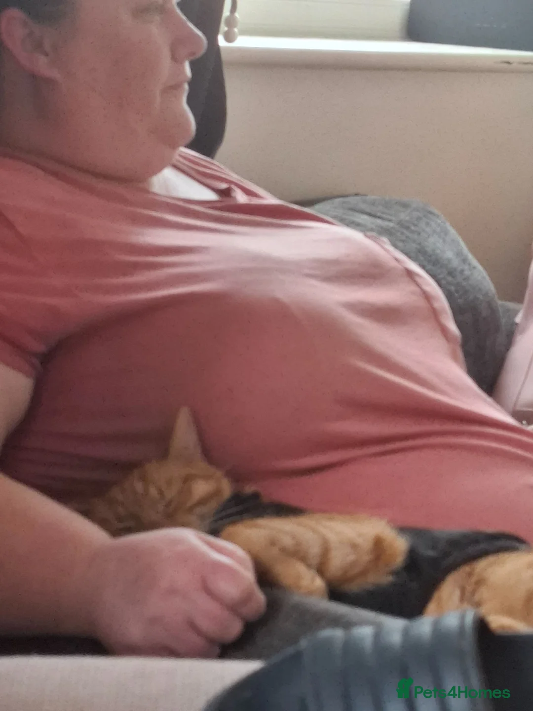 Domestic Shorthair cats for sale: For sale in Portsmouth - Advert 17