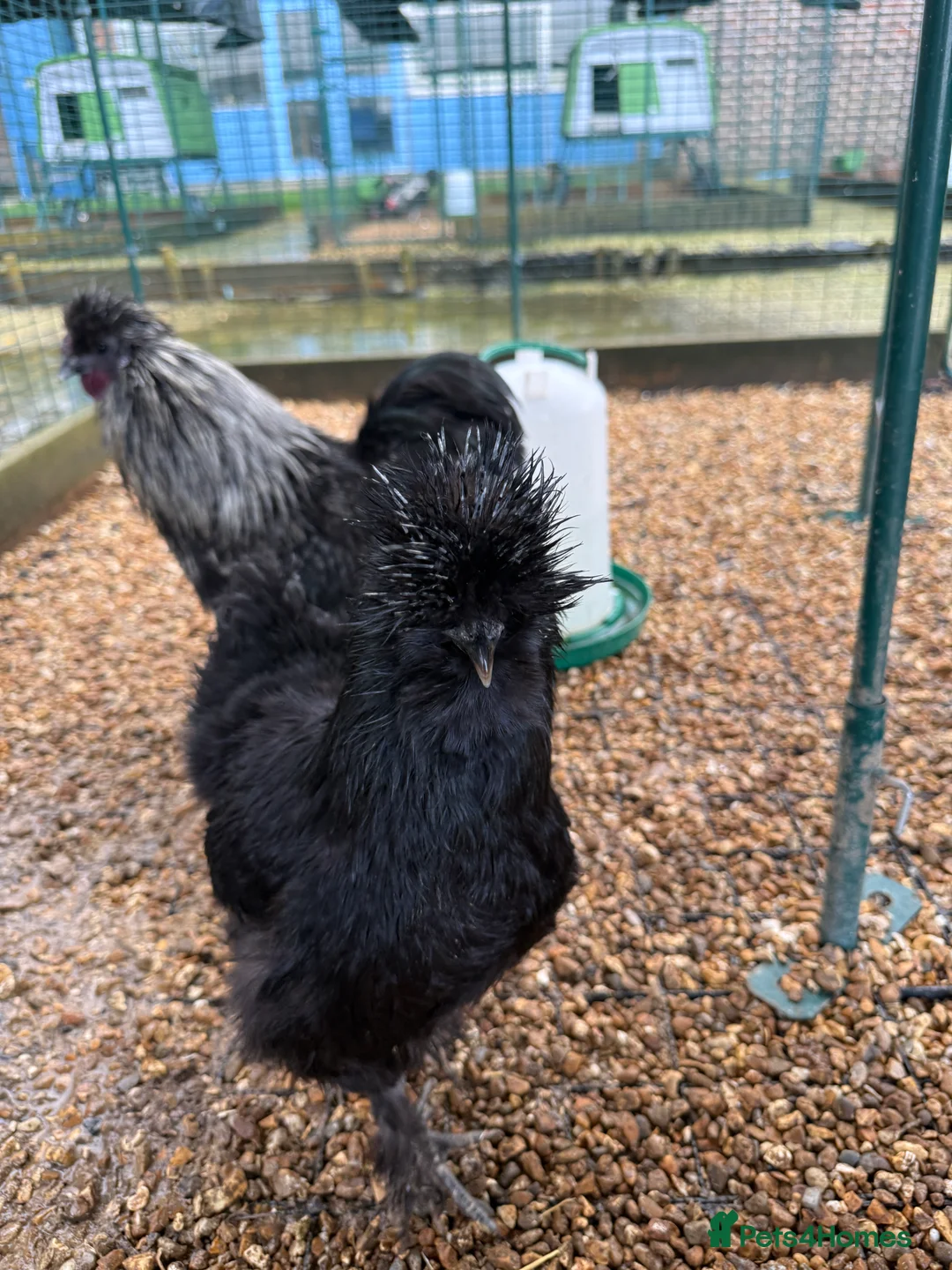 Chickens poultry for sale: Beautiful Trios of Bantams - Advert 7