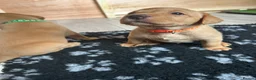 Labrador Retriever dogs for sale: Gorgeous KC Registered Fox Red Labradors  - Advert 28