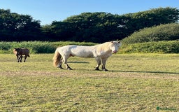 New Forest horses for sale: Stunning NF x  filly - Image 3