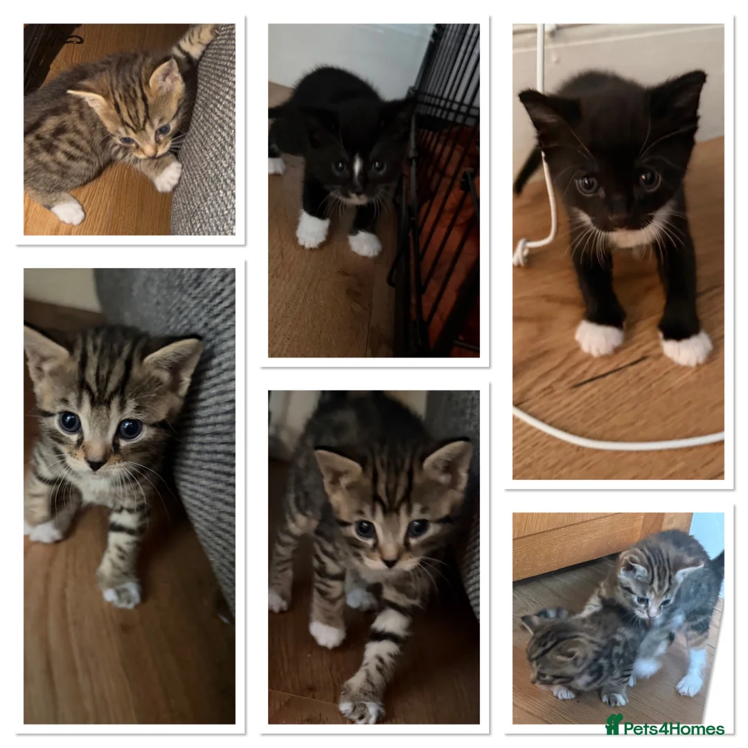 Mixed Breed cats for sale: Kitten to be rehomed - Advert 1