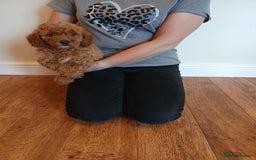 Labradoodle dogs for sale: Labradoodle puppies  - Image 1