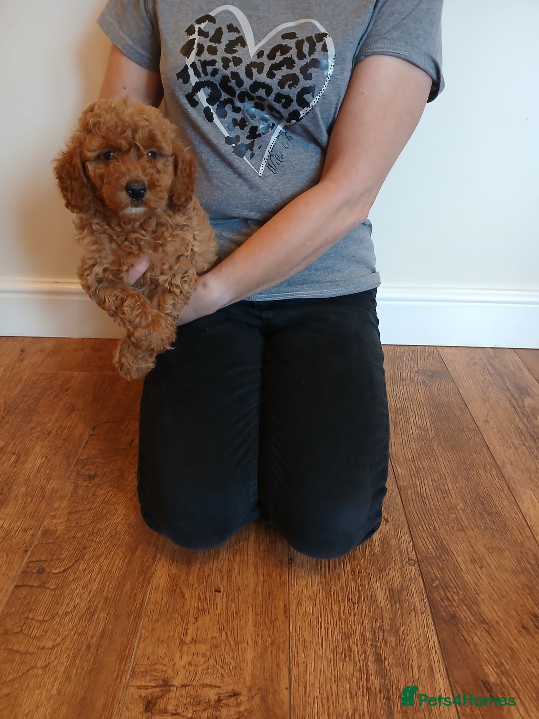 Labradoodle dogs for sale: Labradoodle puppies  - Image 1