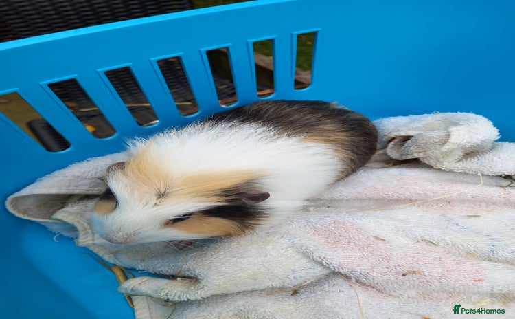 Guinea Pig rodents - Advert 2